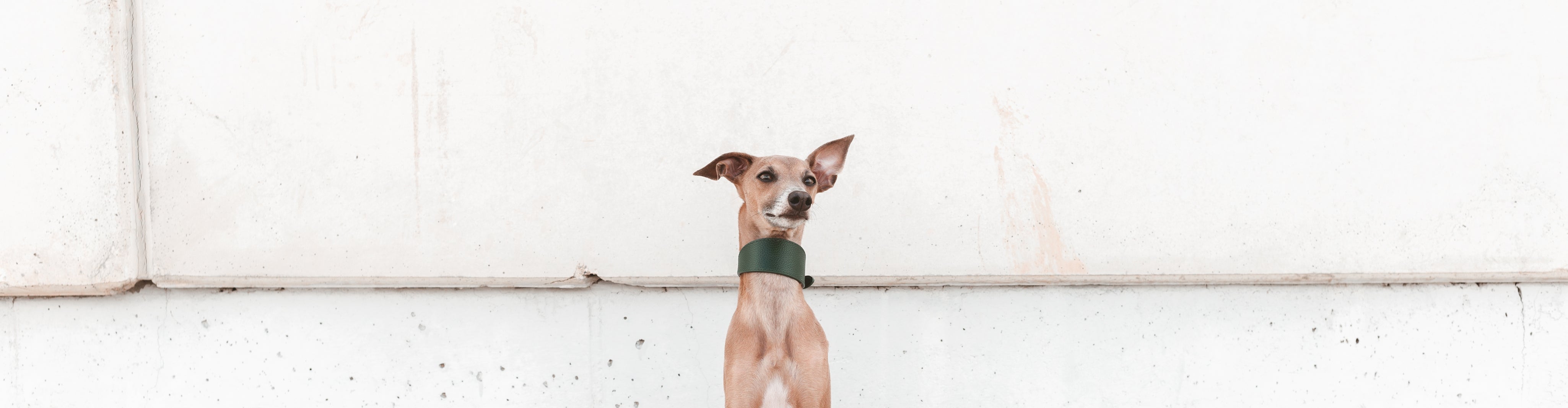 Italian Greyhound Collection