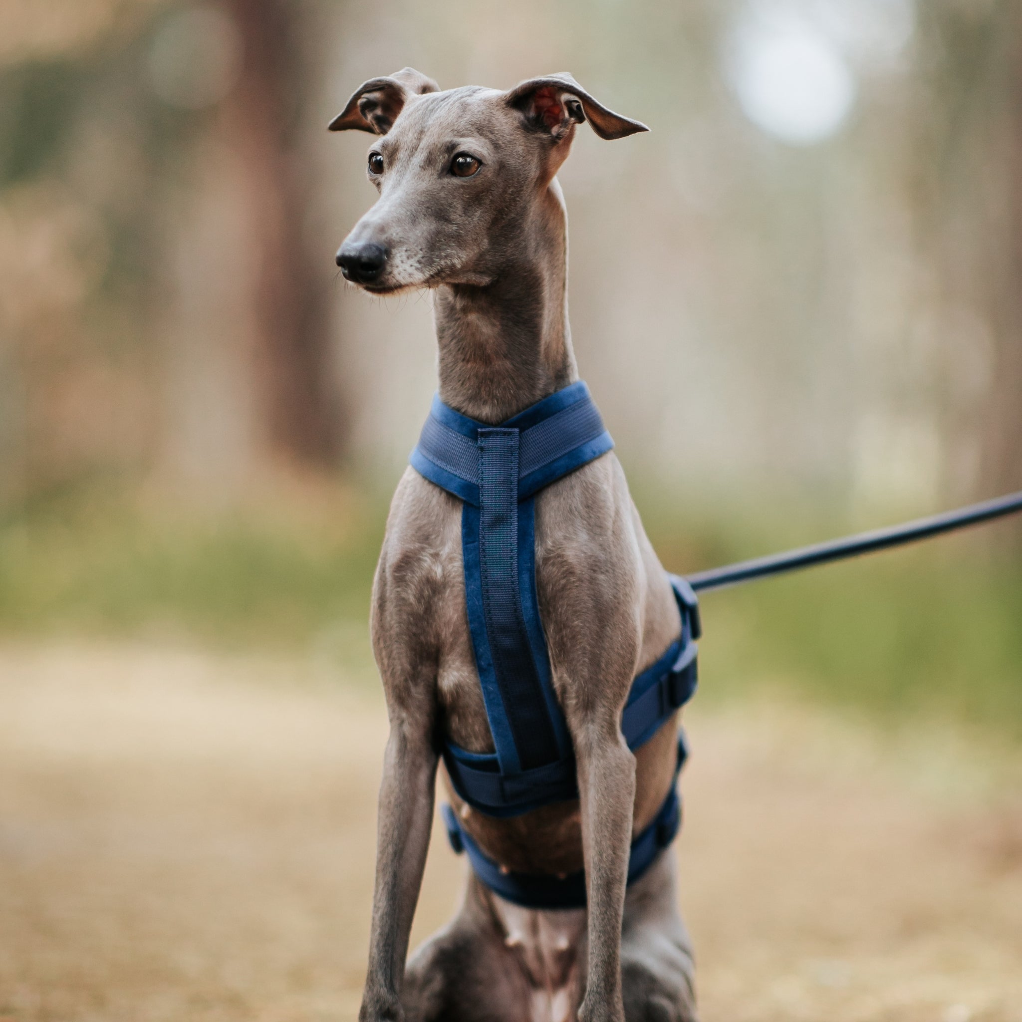 Italian Greyhound Collection