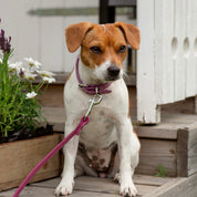 Plum Hondenriem