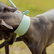 Mintgroene Hondenhalsband Breed