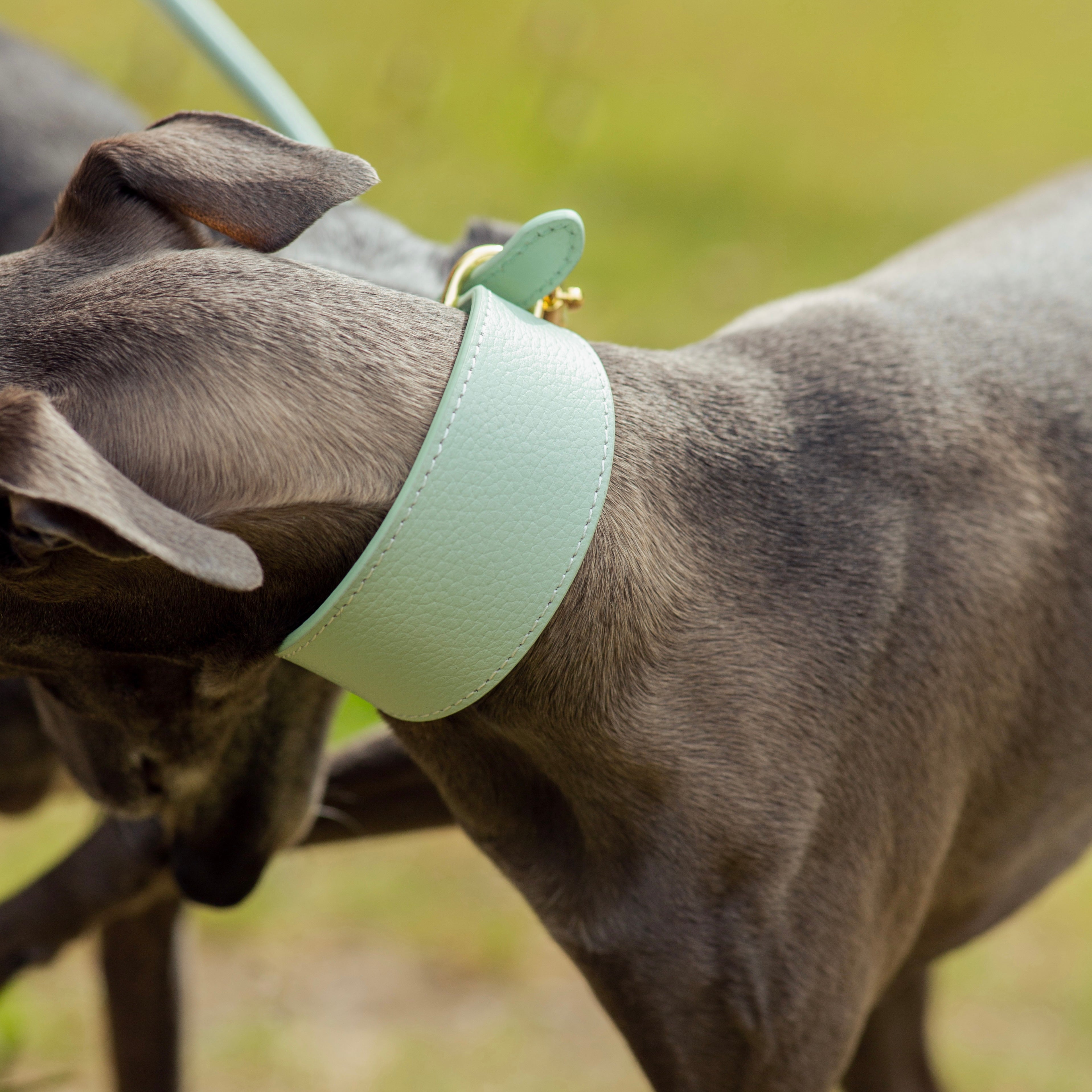 Mintgroene Hondenhalsband Breed