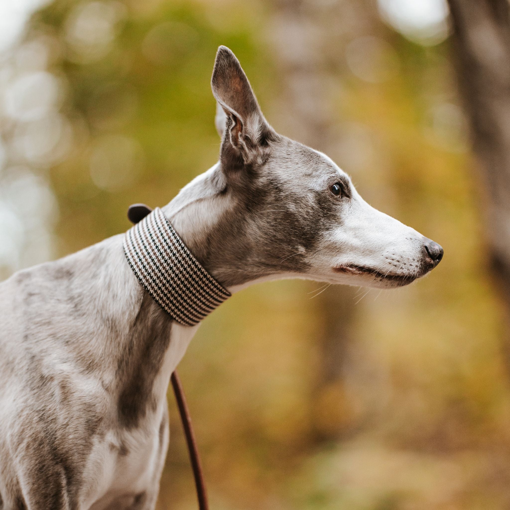 Beige Houndstooth Hondenhalsband Breed