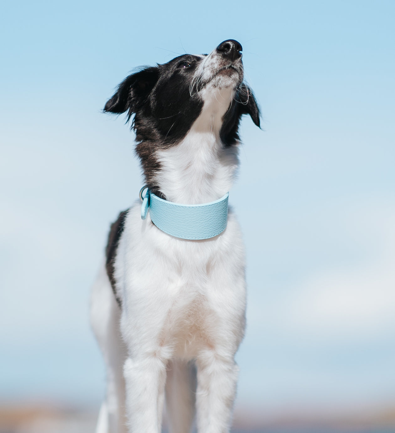 Babyblauwe Brede Hondenhalsband