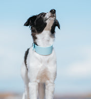 Babyblauwe Brede Hondenhalsband