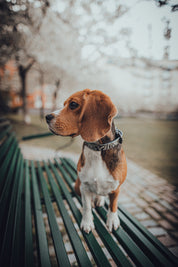 Dunne Slangenhalsband voor Honden