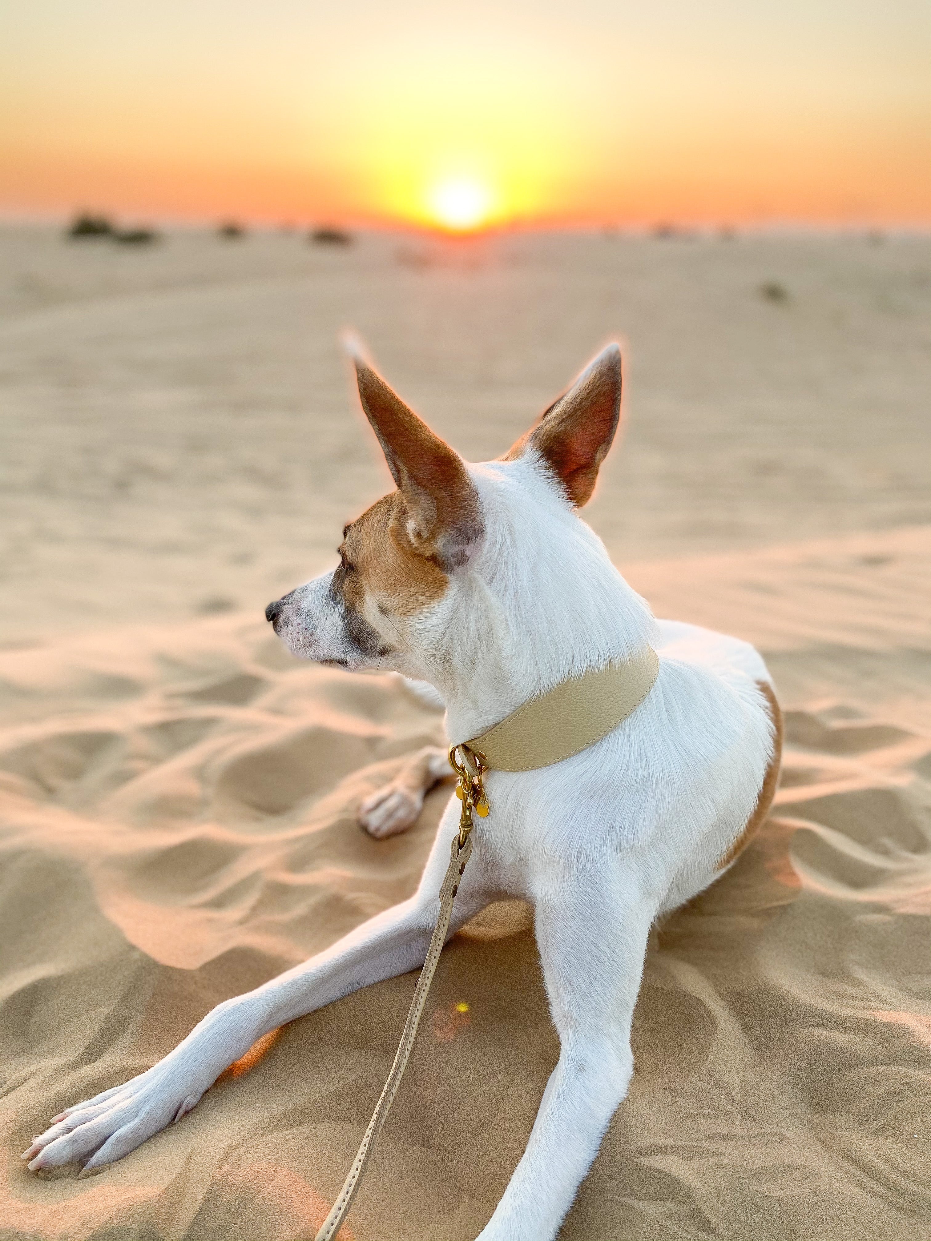 Beige hondenriem