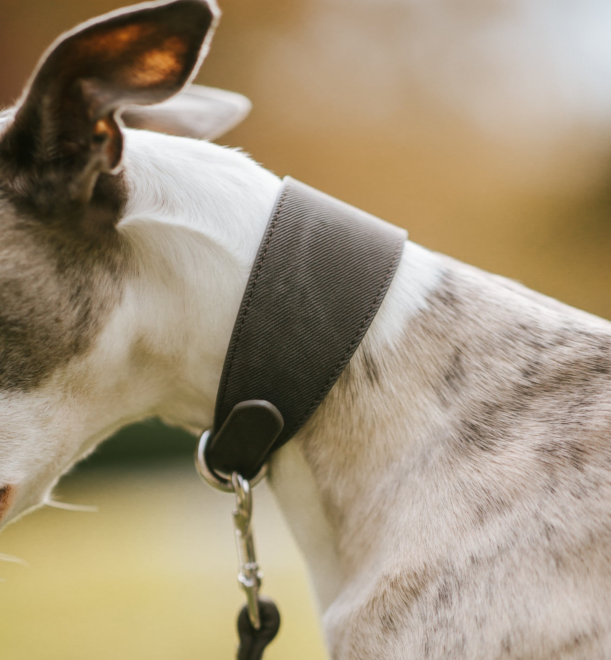Zwart Denim Hondenhalsband Breed