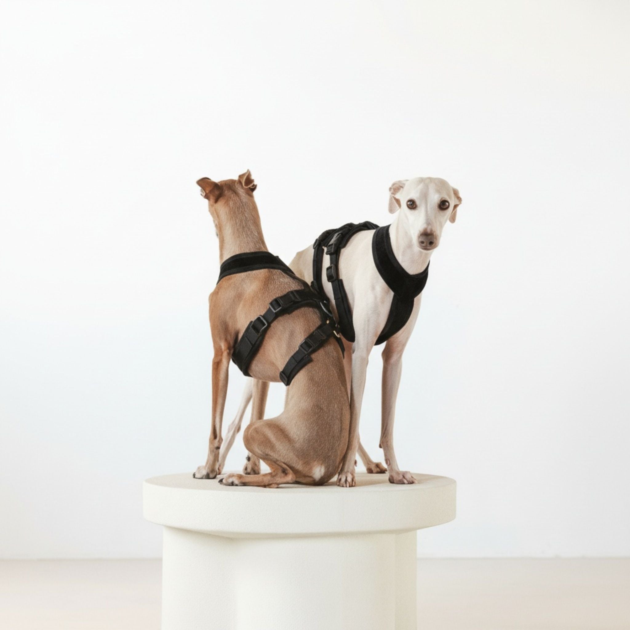 black-harness-italian-greyhounds-size-xs.jpg