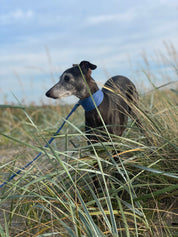 Blauwe Denim Hondenhalsband Breed