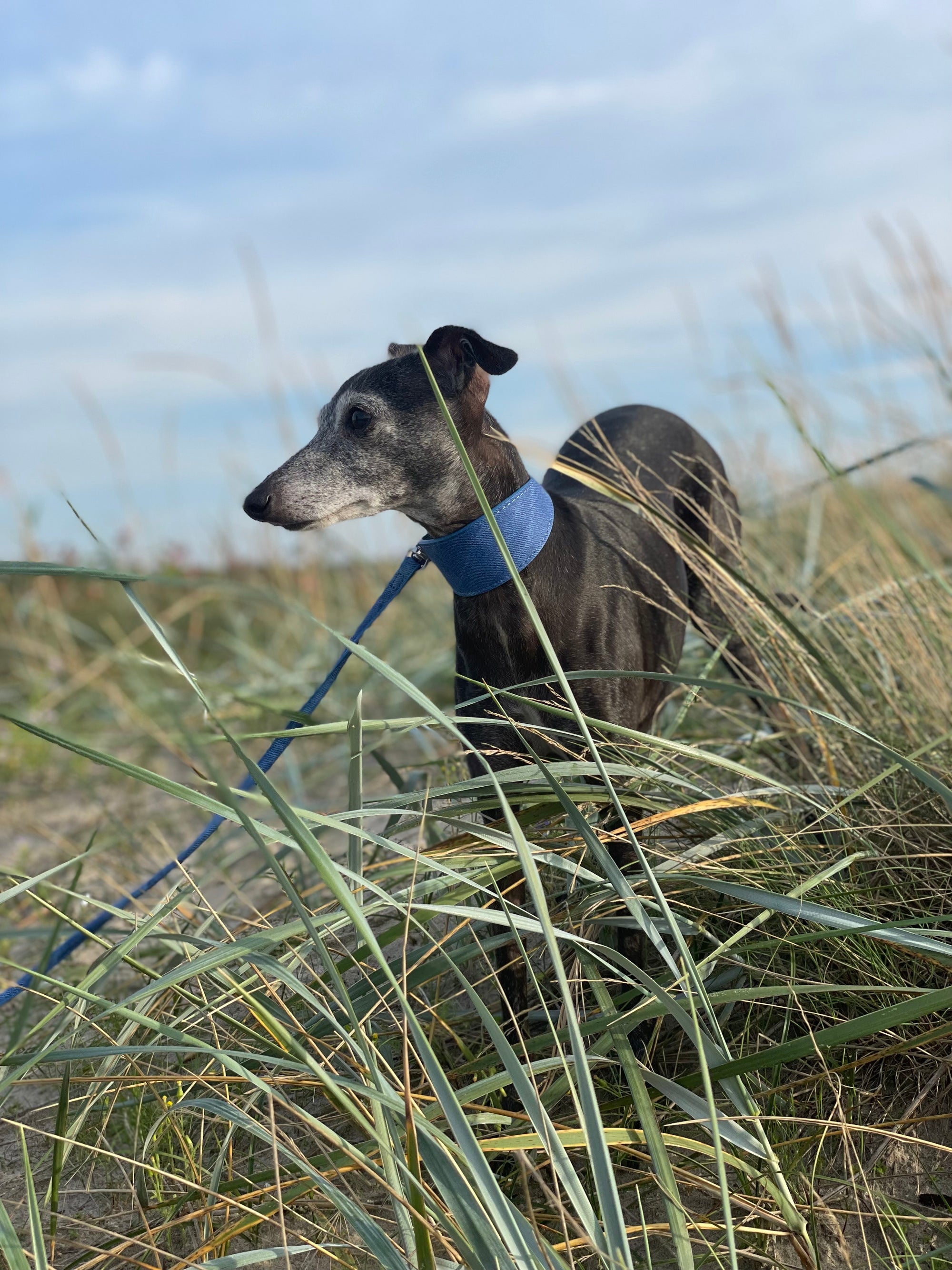 Blauwe Denim Hondenhalsband Breed
