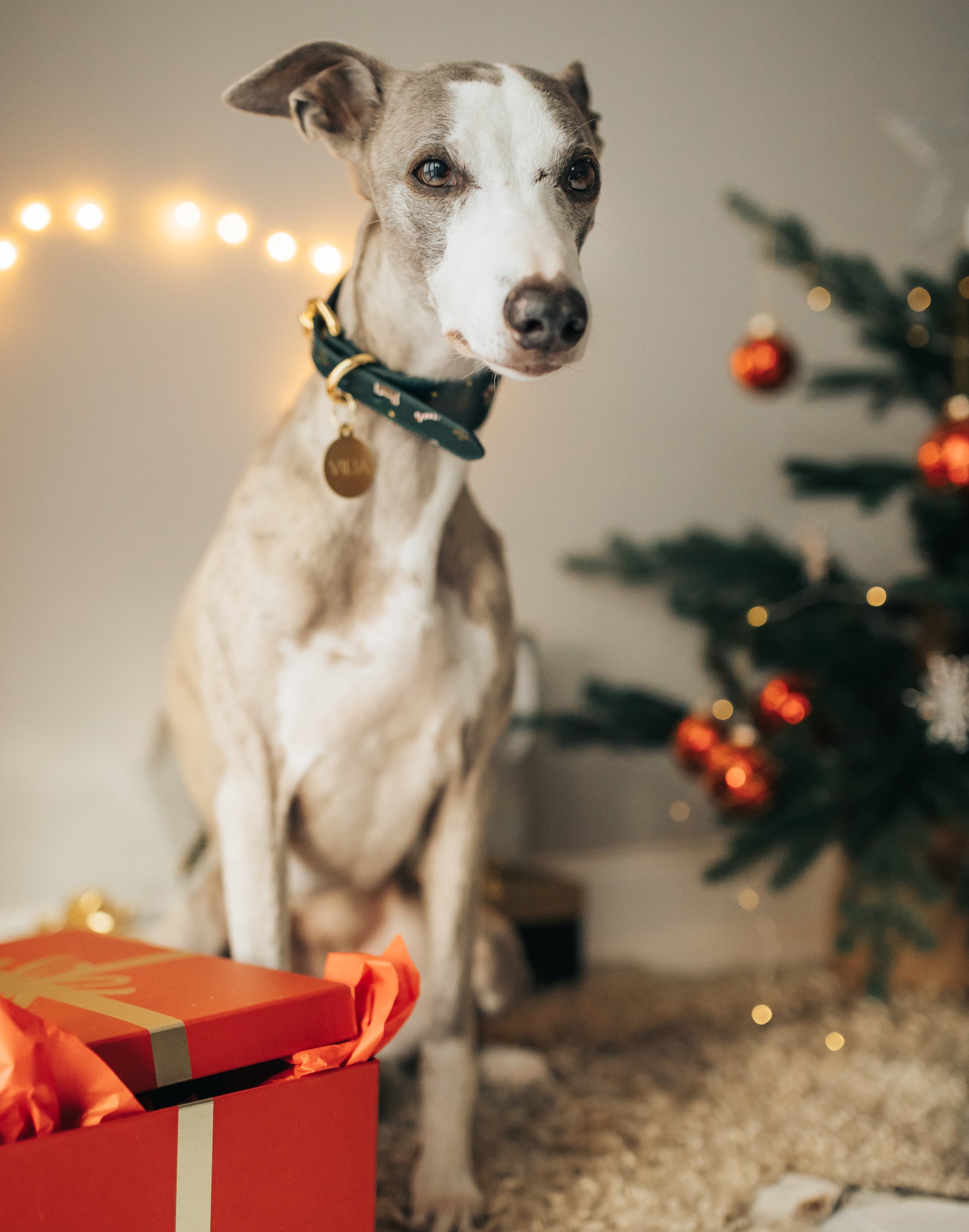 Kerst hondenhalsband breed