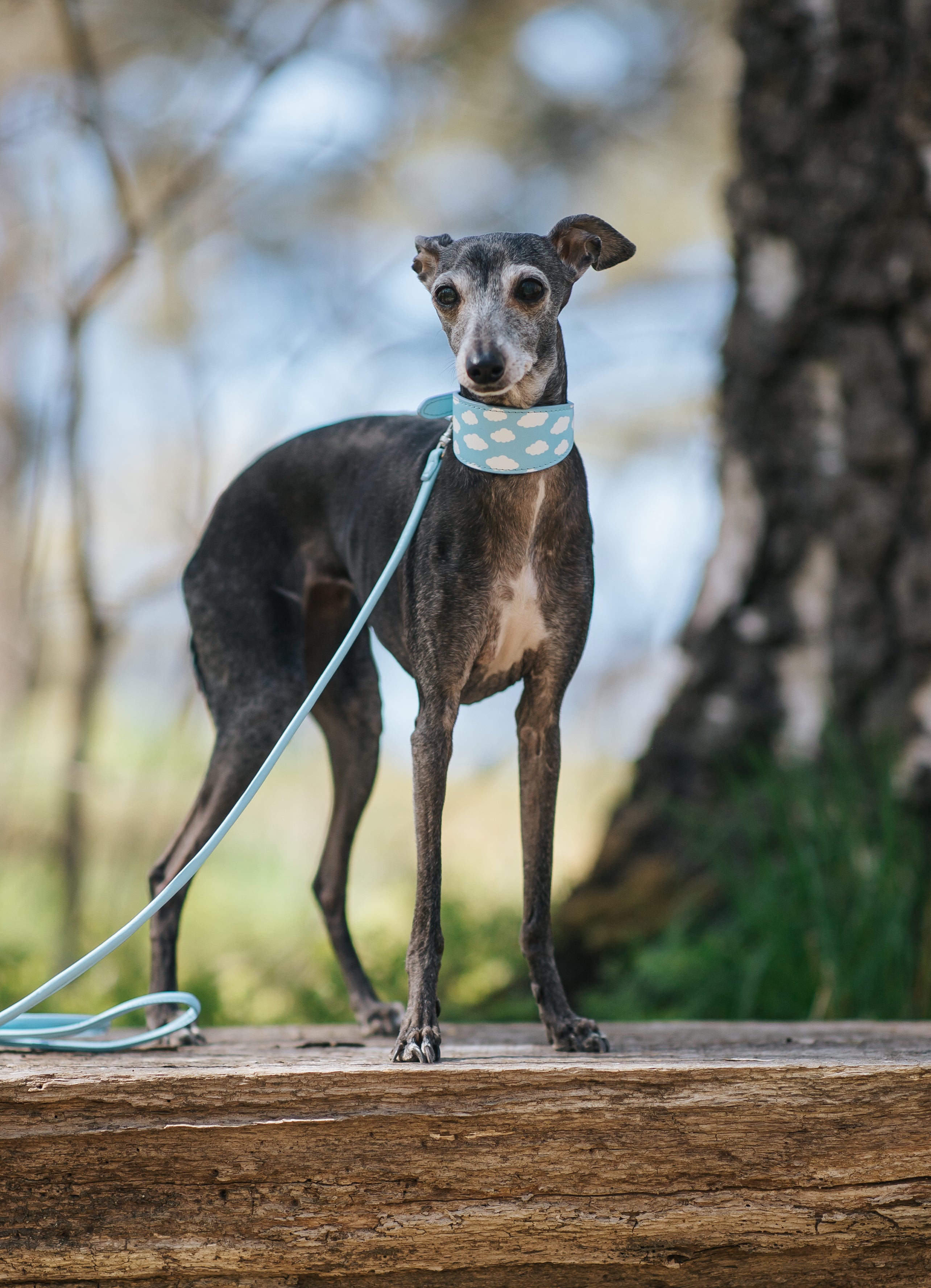Wolken Hondenhalsband Breed