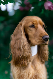 Witte Brede Hondenhalsband