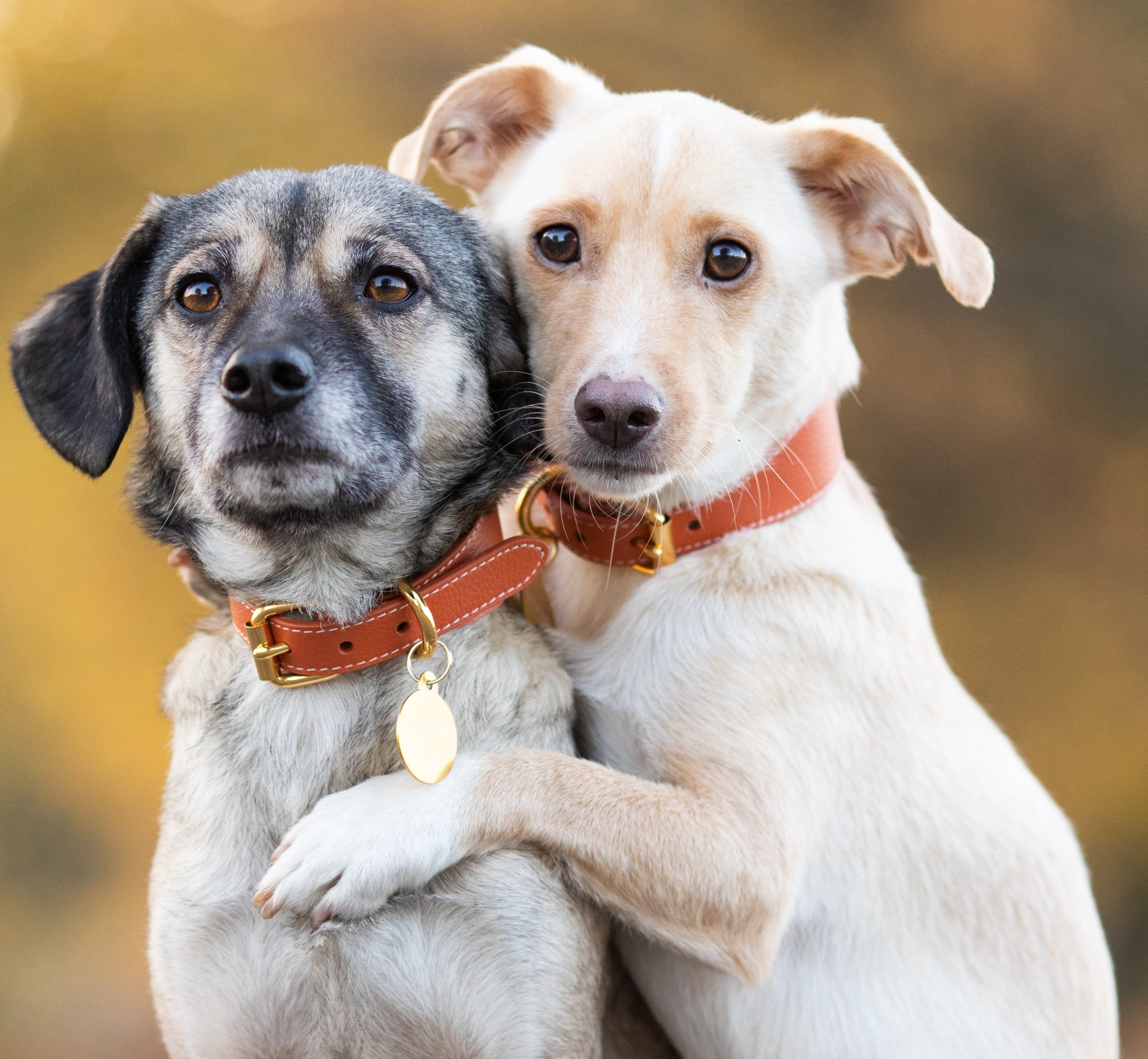 Cognac Hondenhalsband Breed