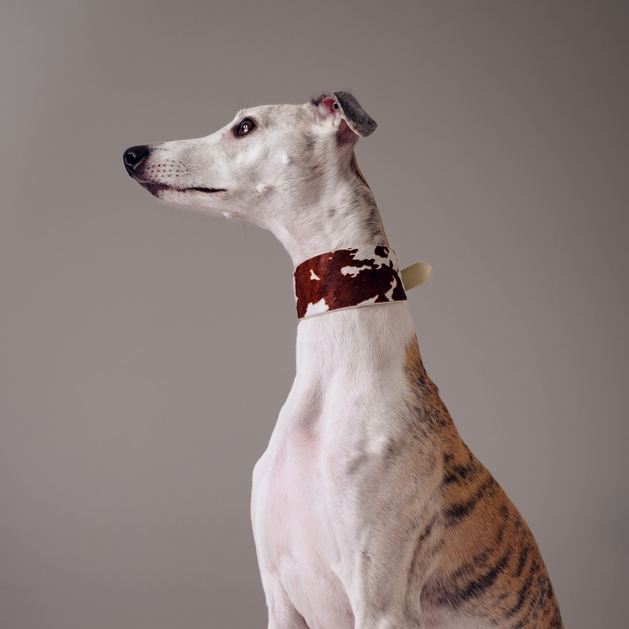 Brede koeienhondenhalsband