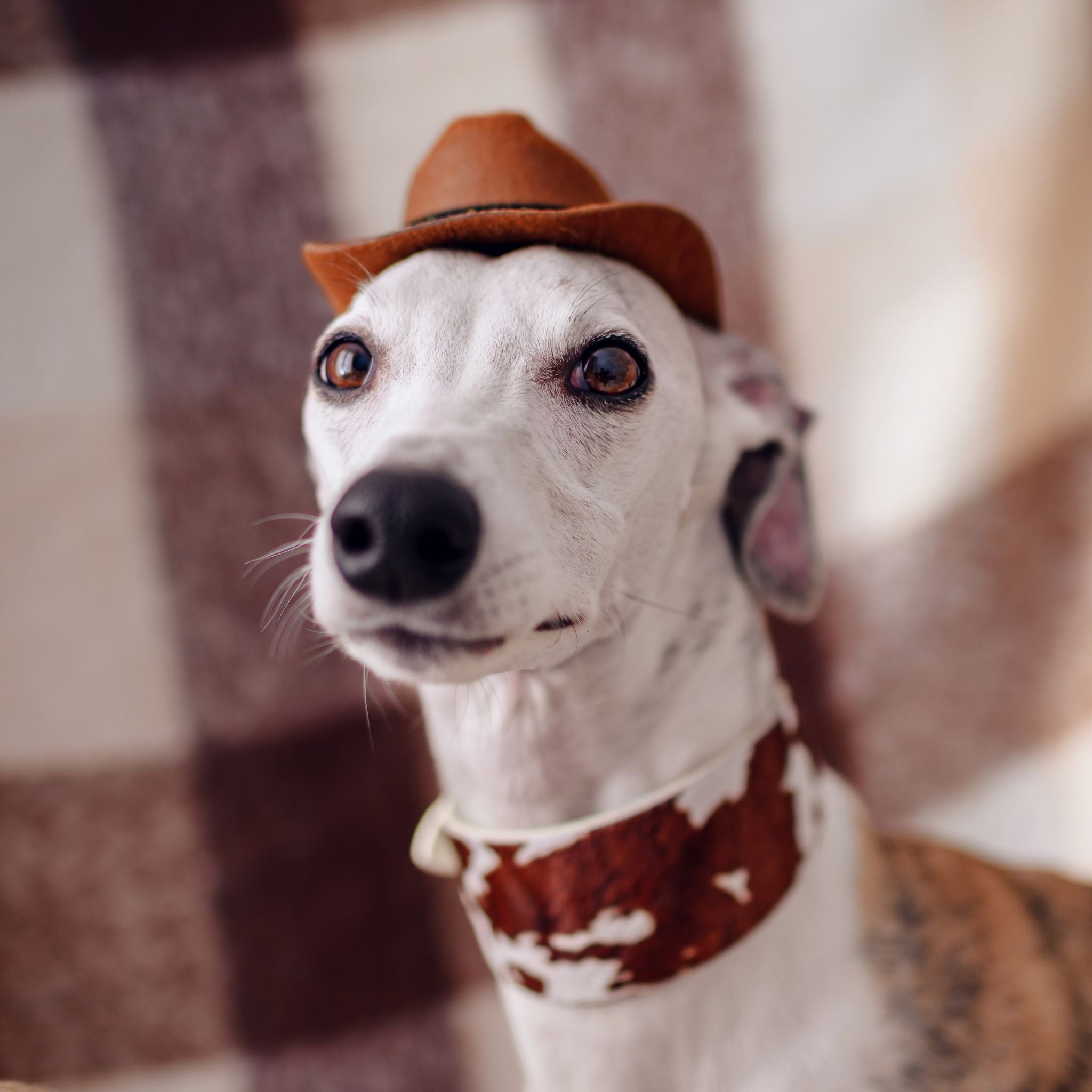 Brede koeienhondenhalsband