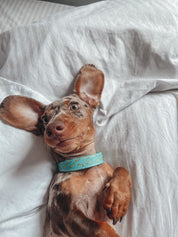 Bananenhalsband voor honden dun