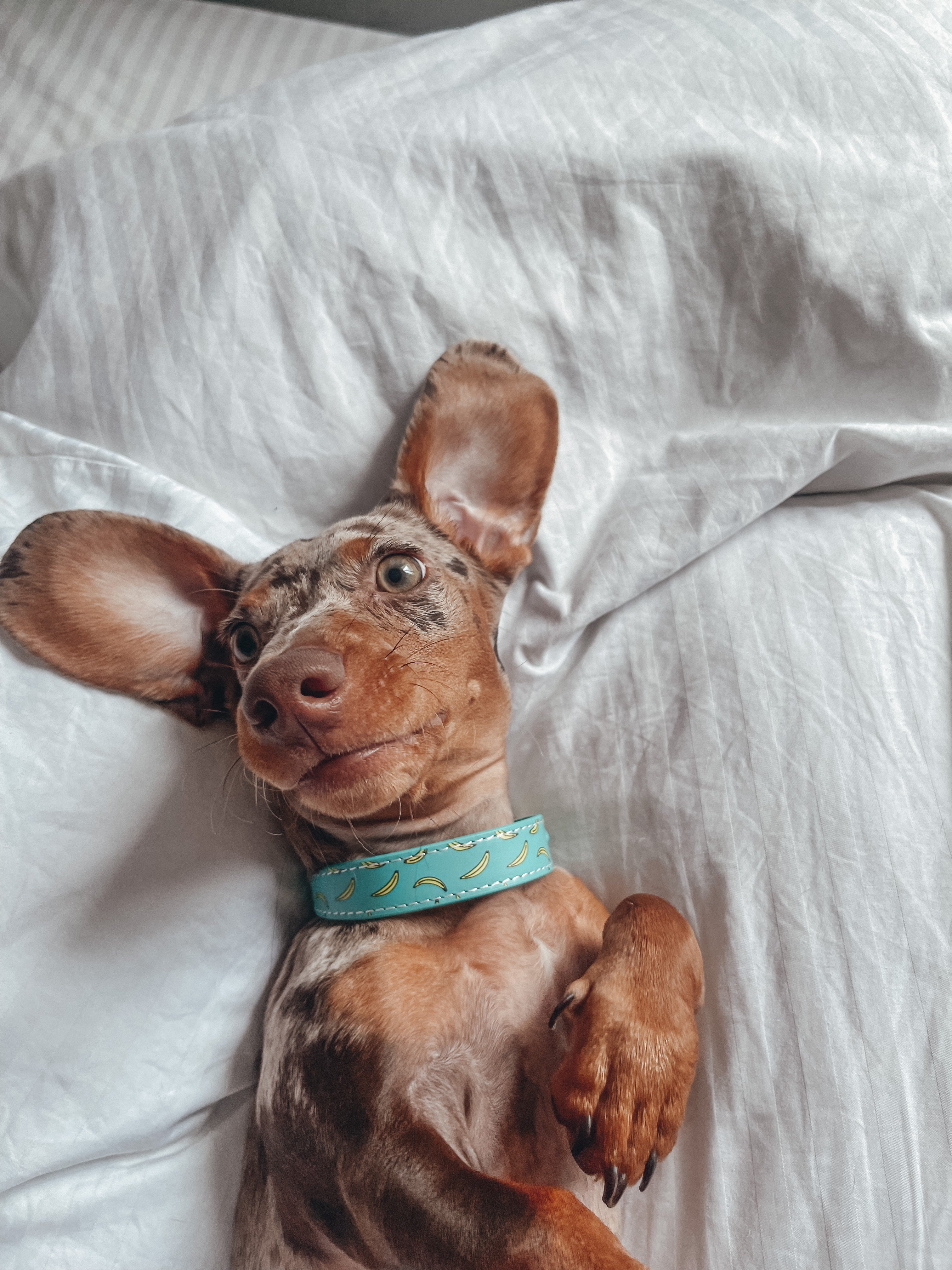 Bananenhalsband voor honden dun