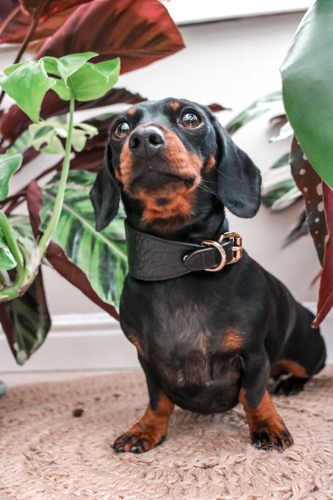 Zwarte Krokodillenhondenhalsband Breed