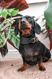 Zwarte Krokodillenhondenhalsband Breed