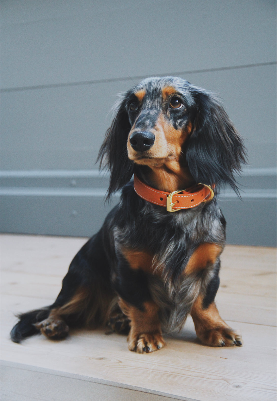 Cognac Hondenhalsband Dun