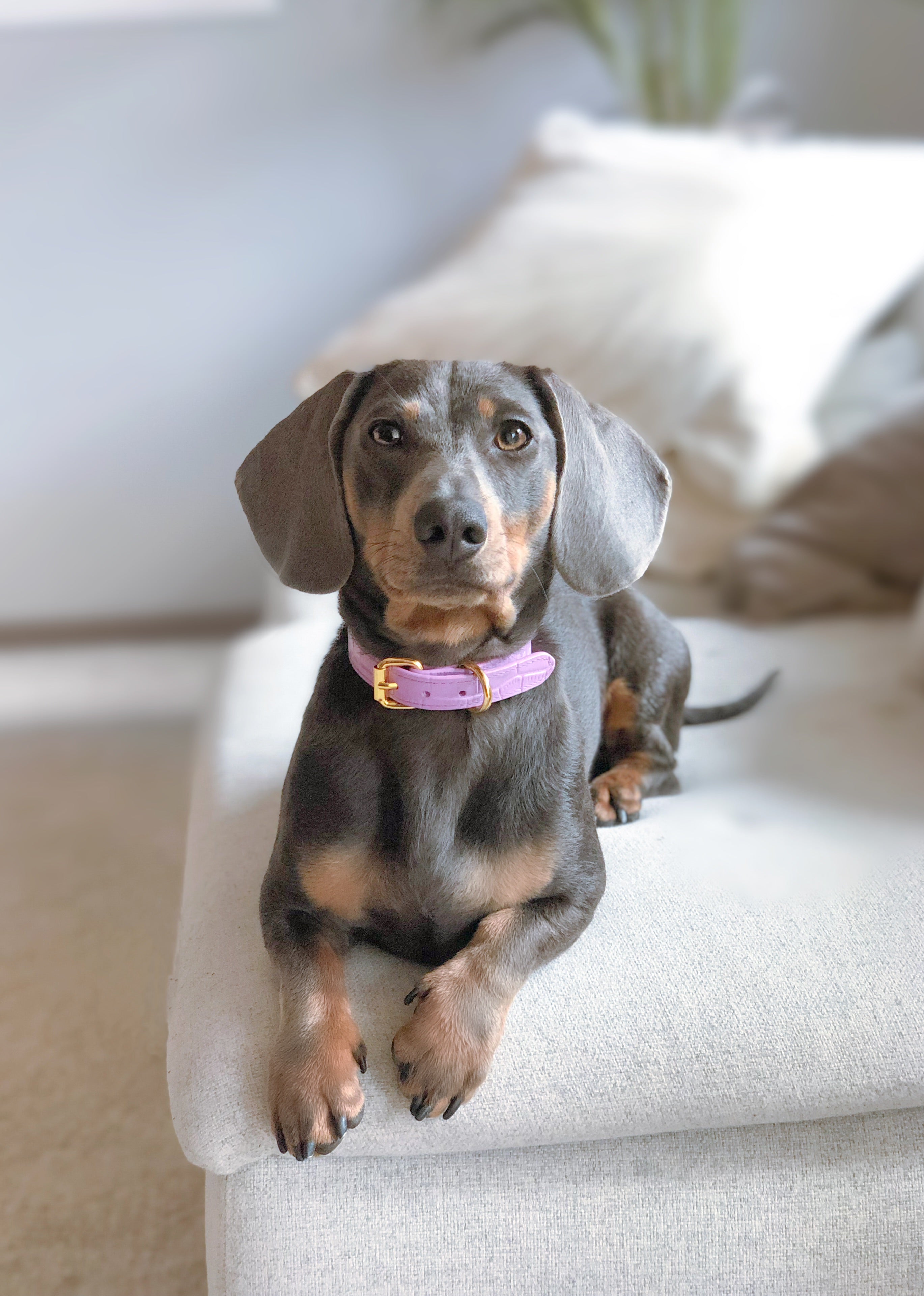 Dunne Violet Croco Hondenhalsband