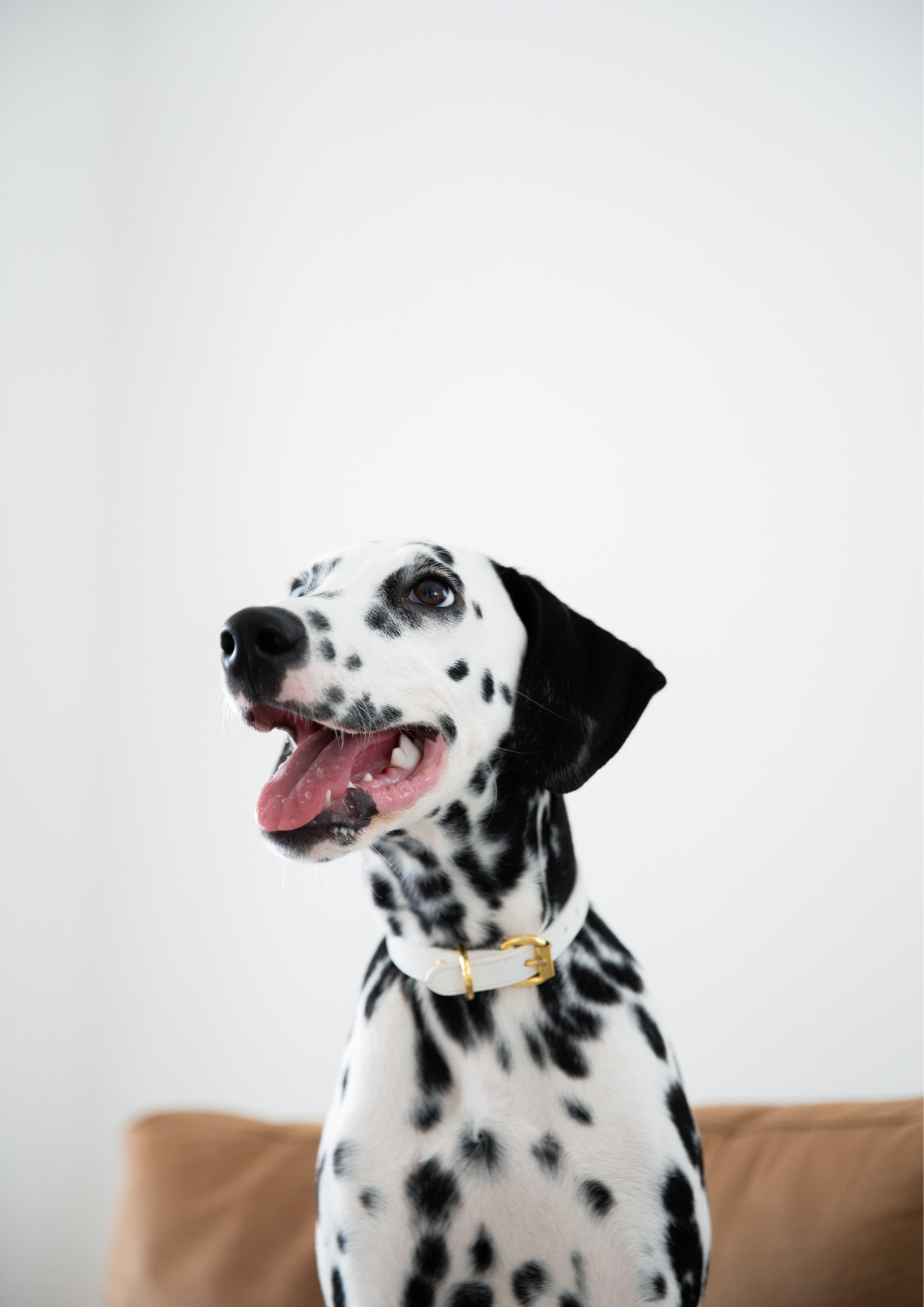 Dunne Witte Hondenhalsband