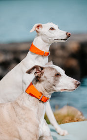 Glanzende Oranje Hondenhalsband Breed