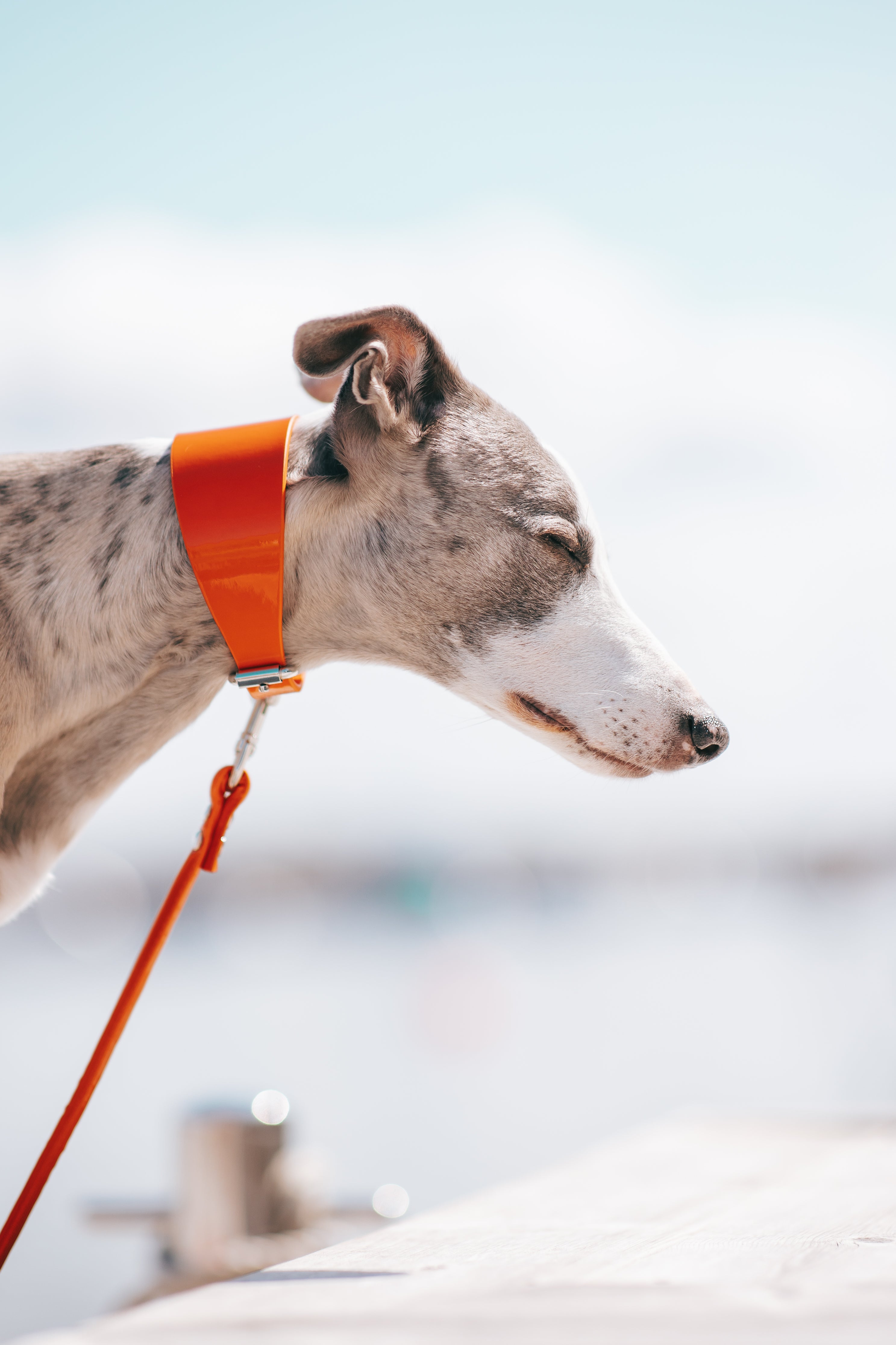 Glanzende Oranje Hondenhalsband Breed