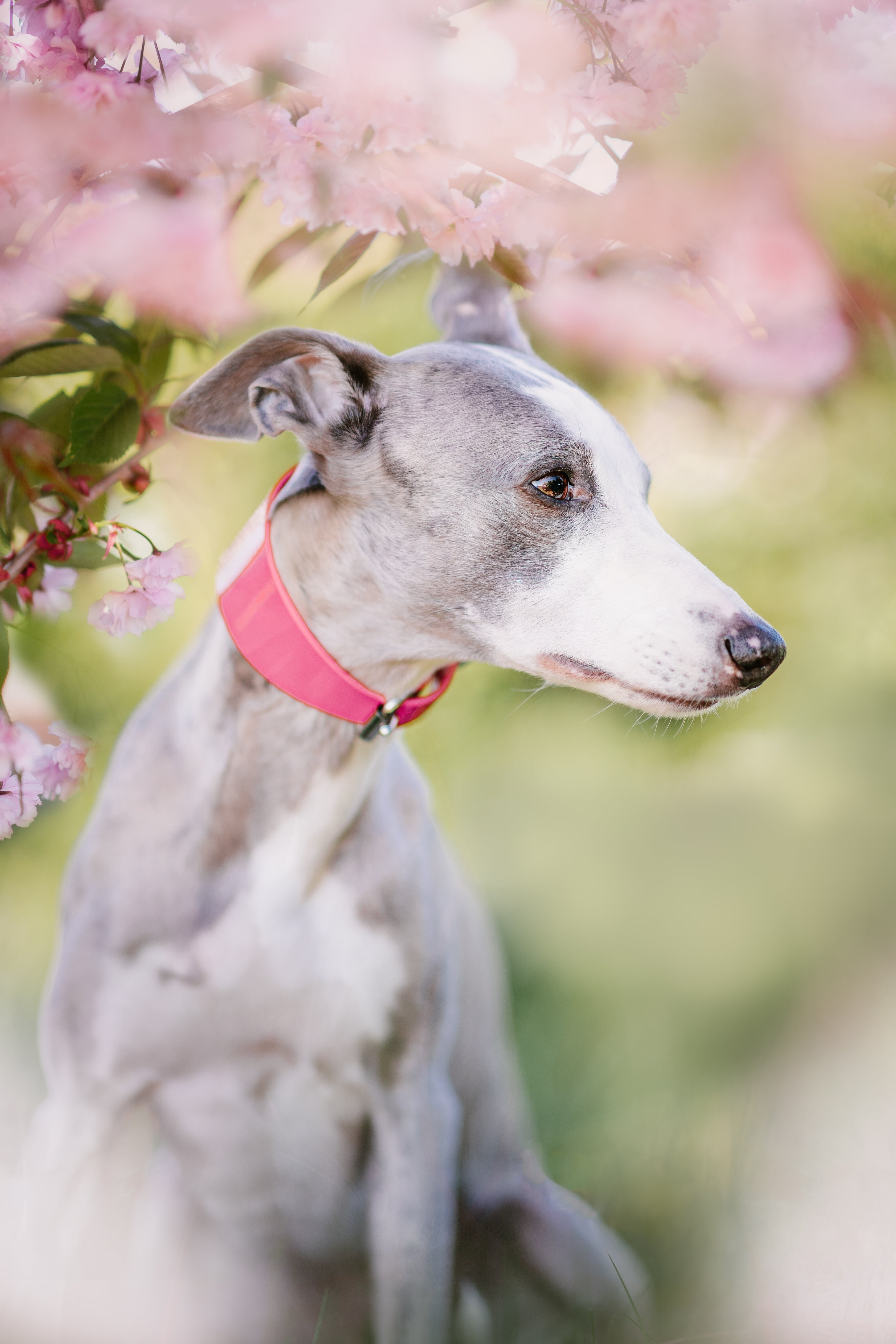 Glanzende Roze Hondenhalsband Breed