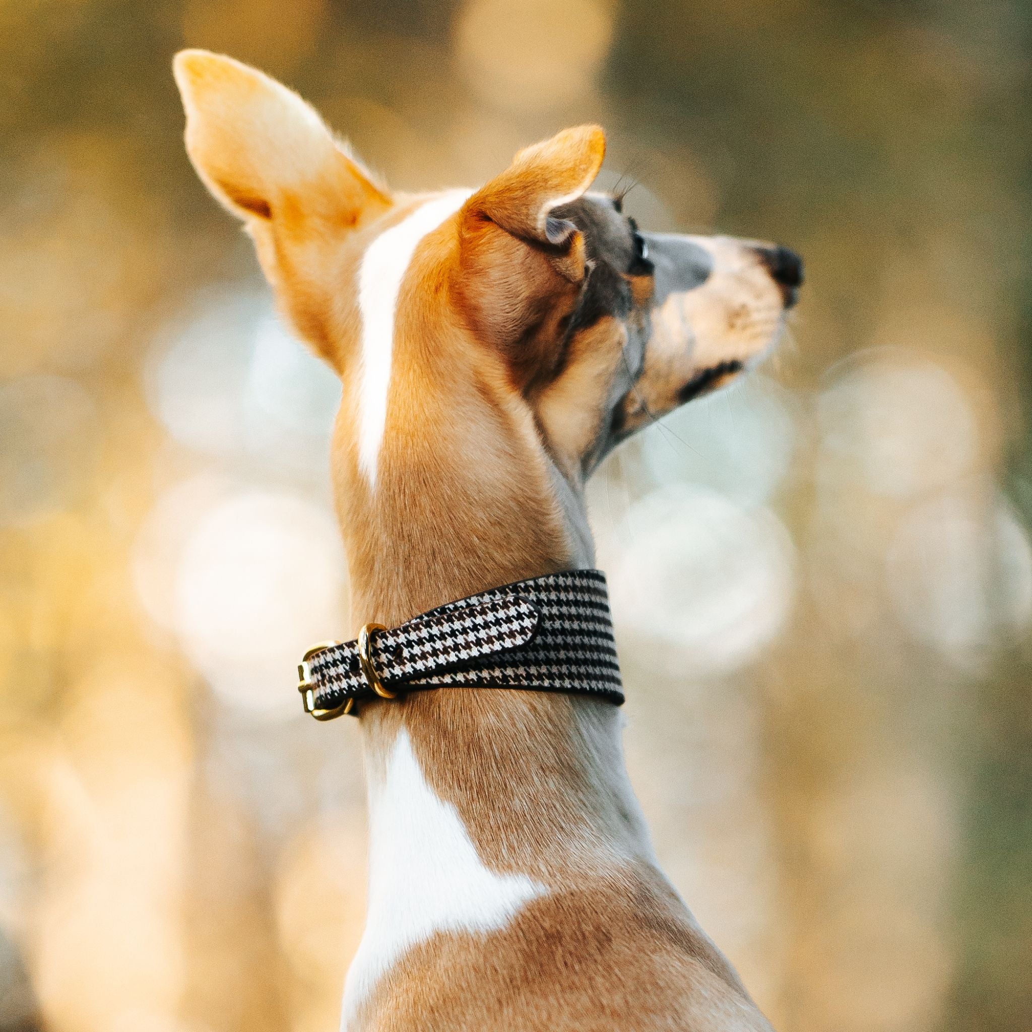 Beige Houndstooth Hondenhalsband Breed