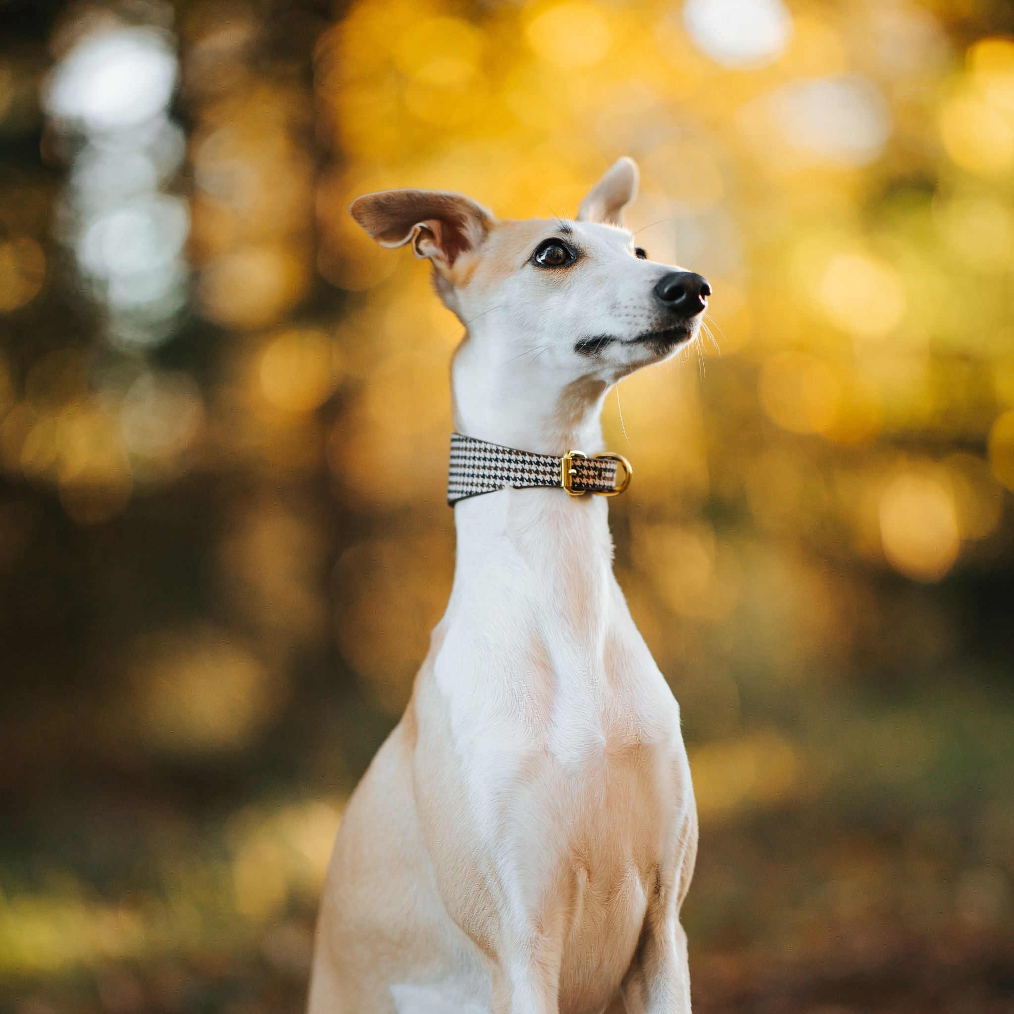 Beige Houndstooth Hondenhalsband Breed