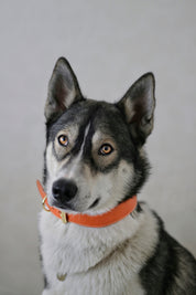 Cognac Hondenhalsband Breed