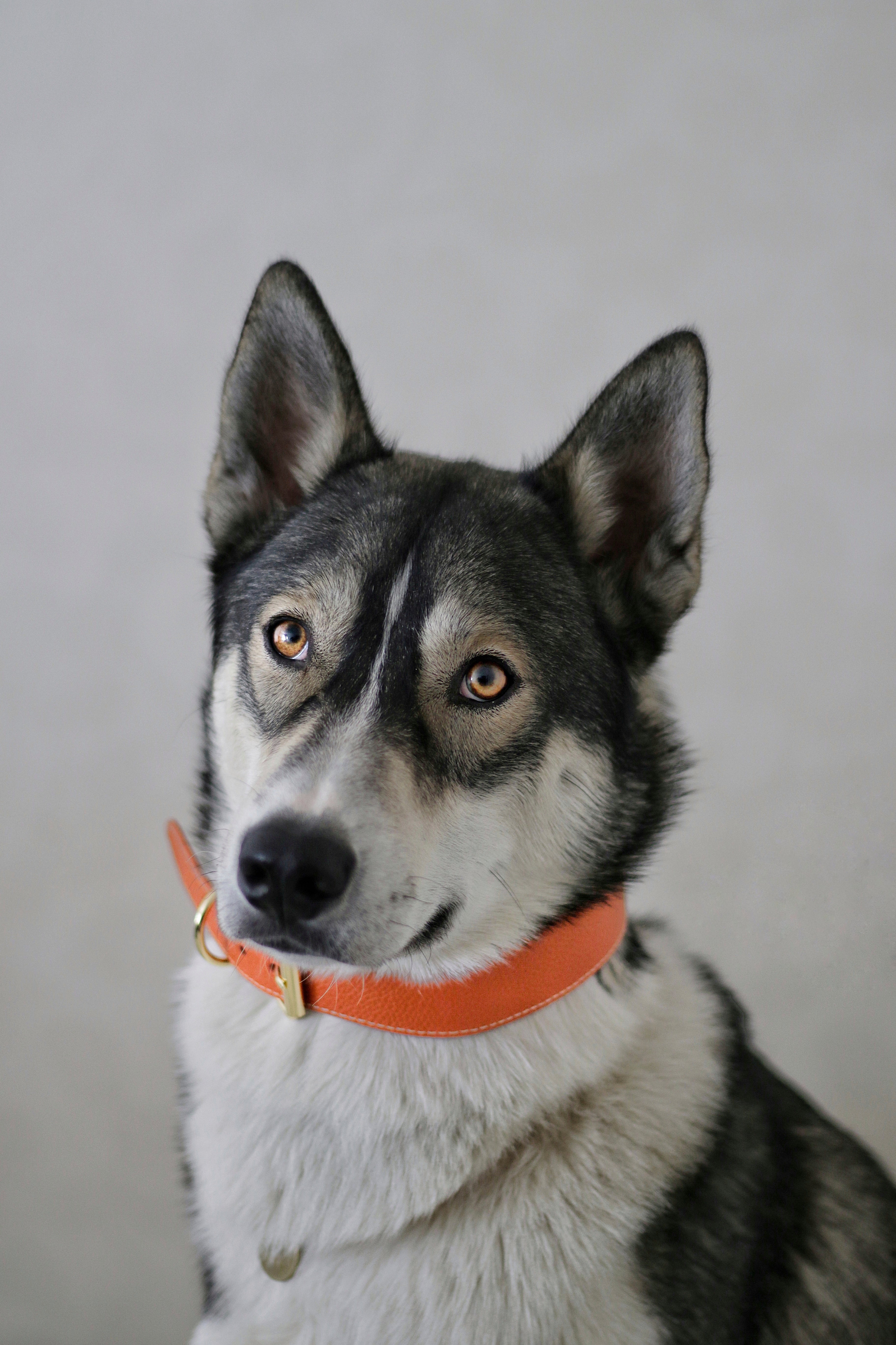 Cognac Hondenhalsband Breed