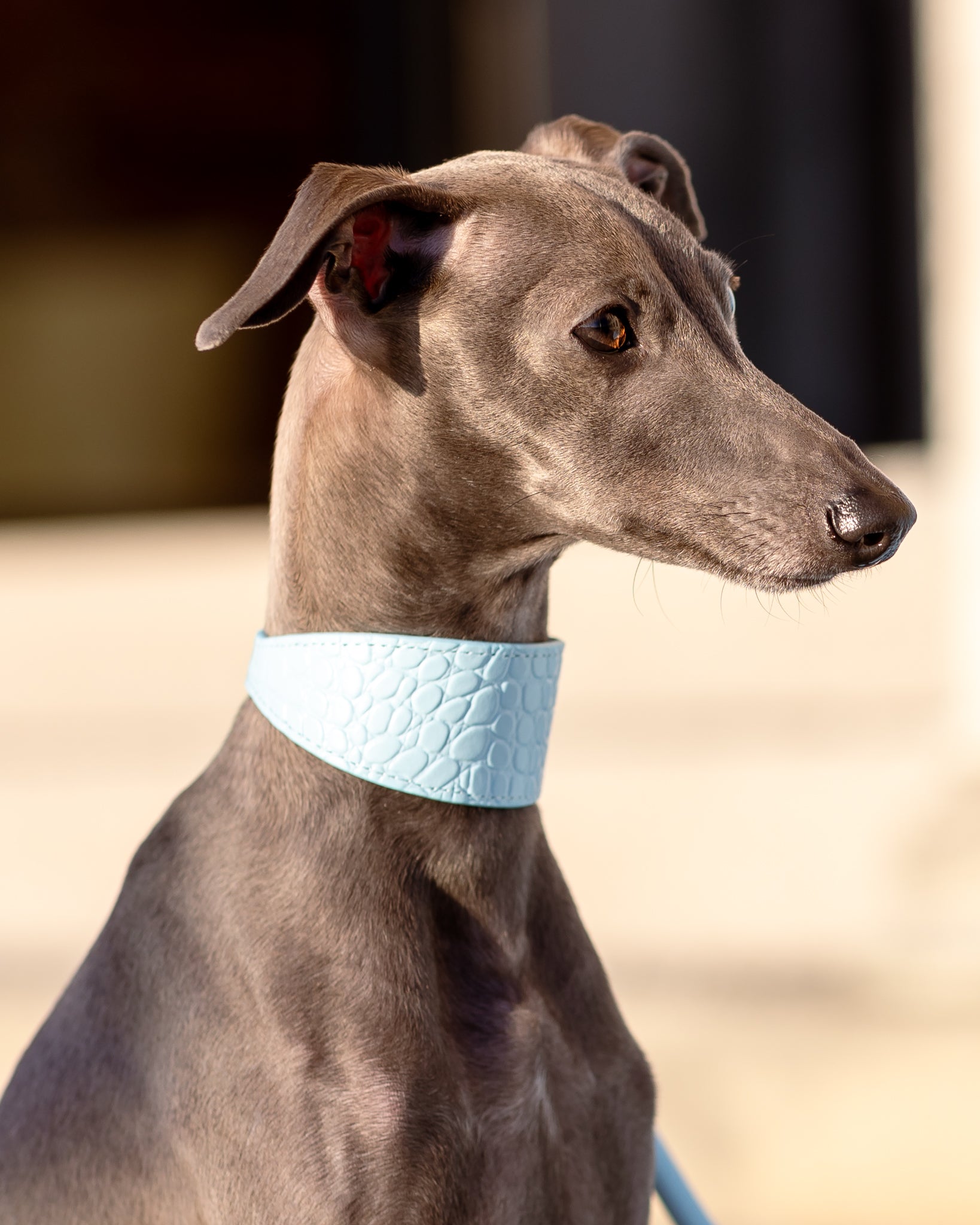 Babyblauwe Croco Hondenhalsband Breed