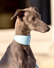 Babyblauwe Croco Hondenhalsband Breed