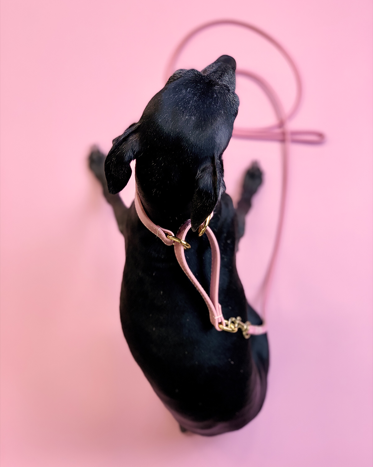 Roze Martingale Halsband voor Honden - Breed