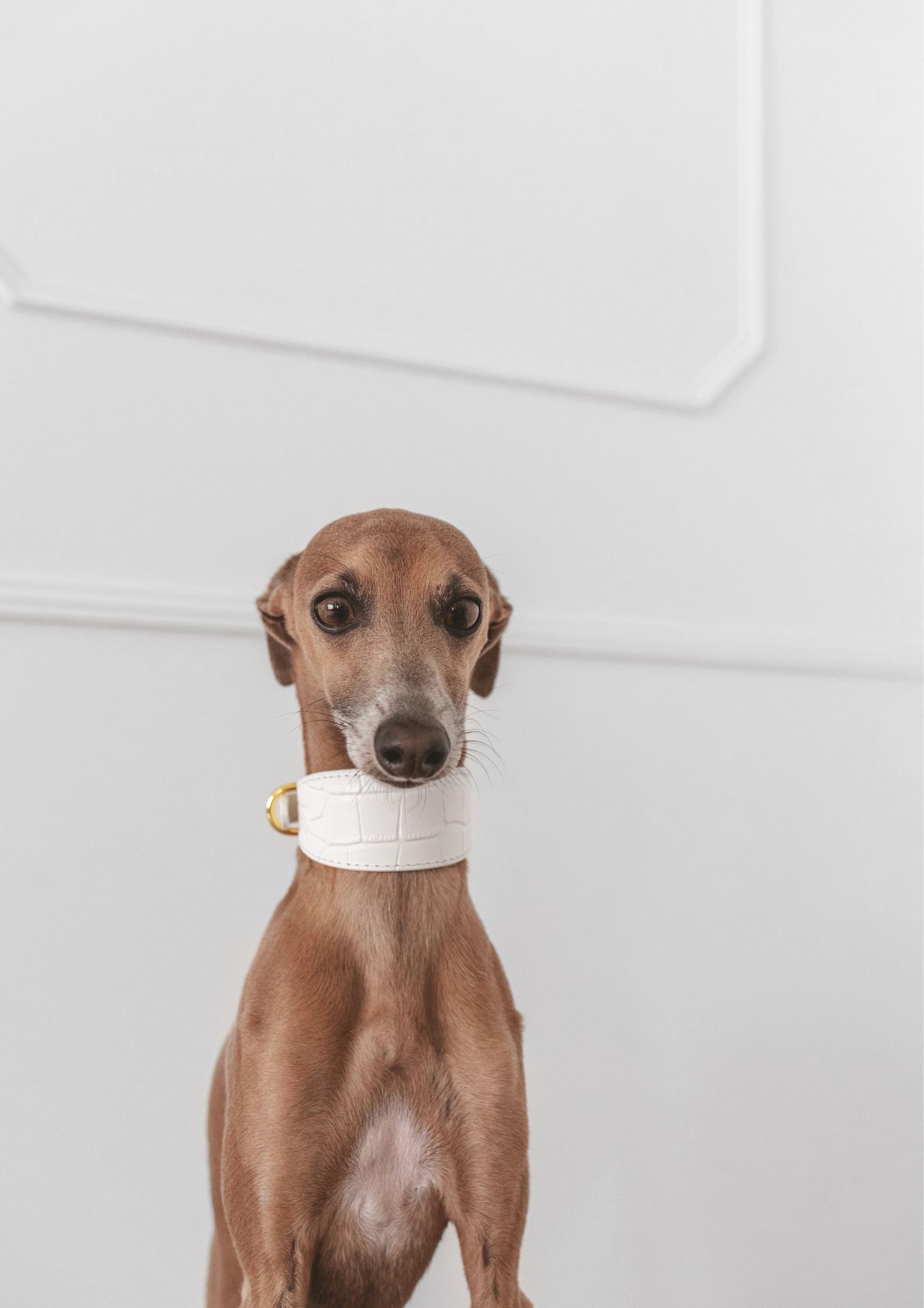 Witte Krokodillenhalsband Breed