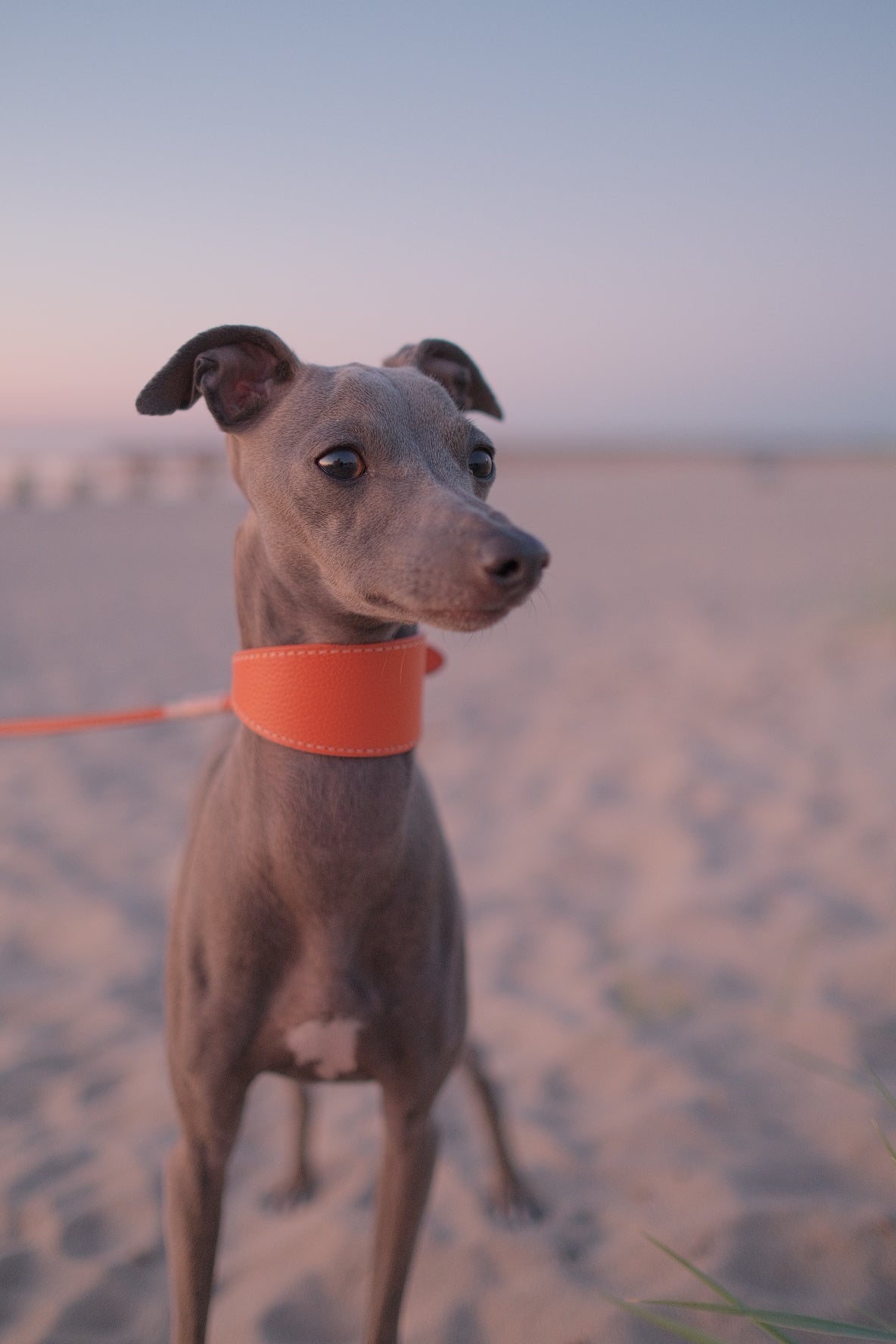 Cognac Hondenhalsband Breed