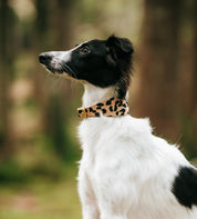 Breed Hondenhalsband Breed