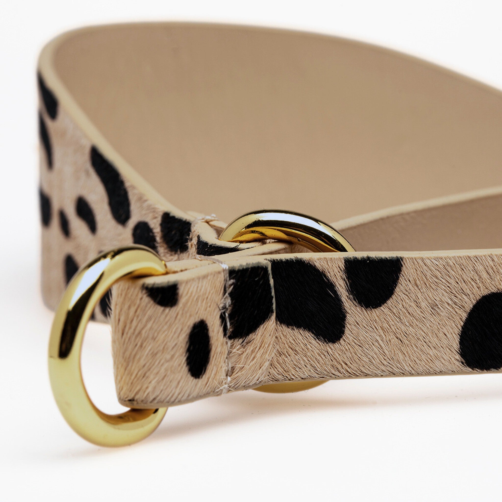 Leopard Honden Martingale Breed