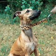 Leopard Honden Martingale Breed