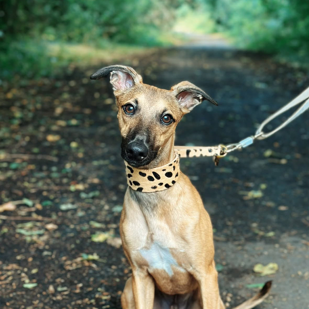 Leopard Honden Martingale Breed