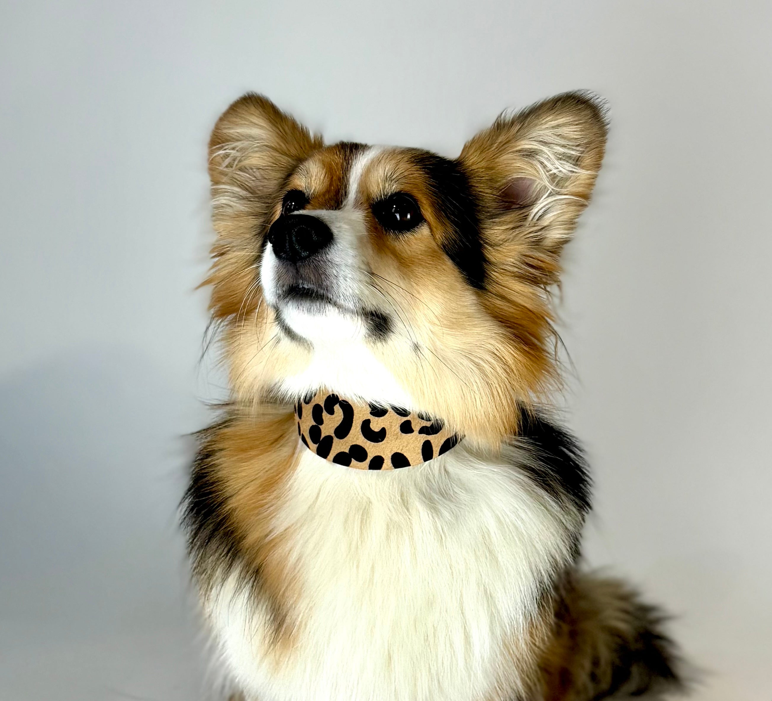 Breed Hondenhalsband Breed