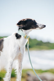 Mint Dog Lead