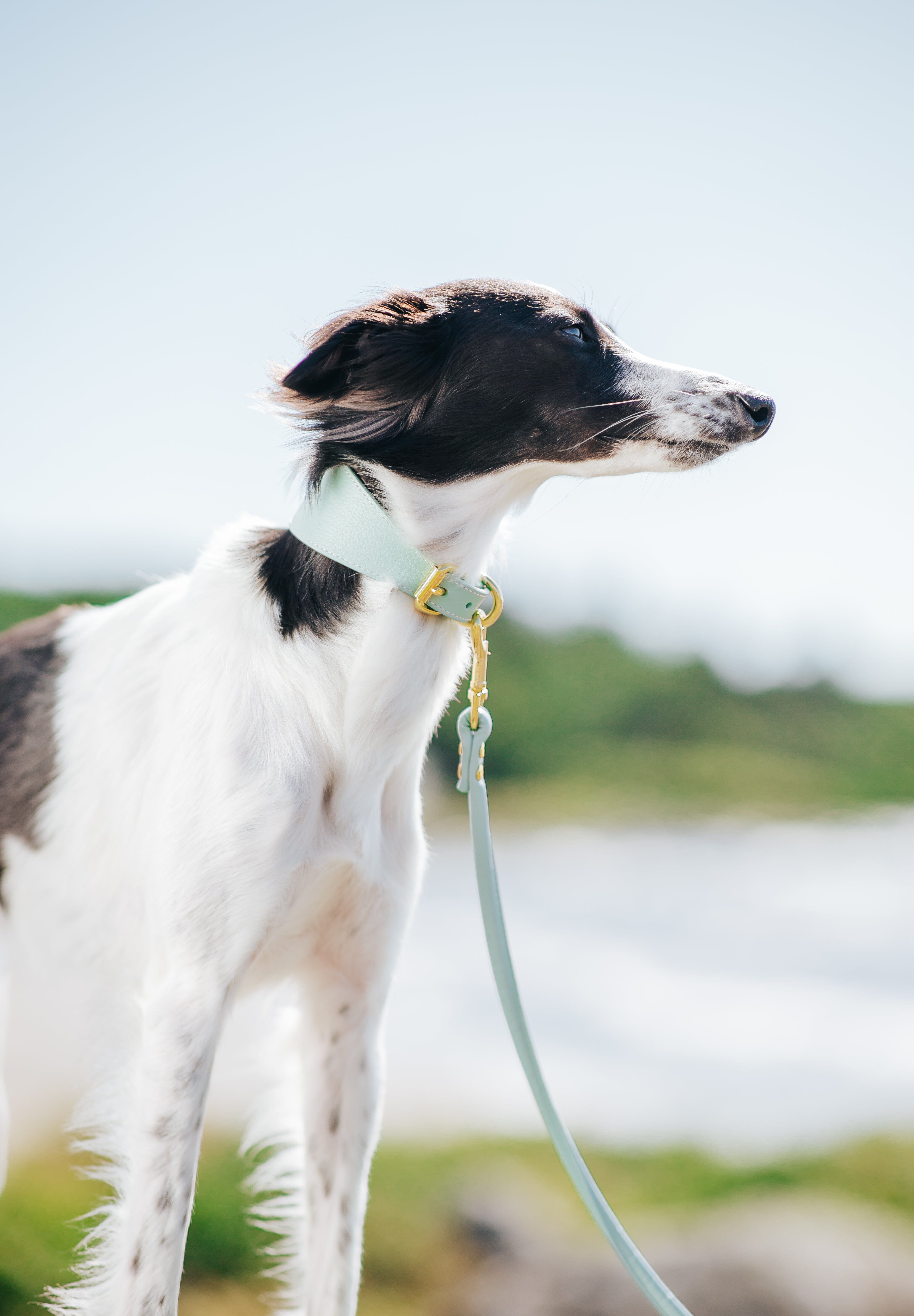 Mint Dog Lead