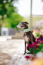 Mintgroene Hondenhalsband Breed
