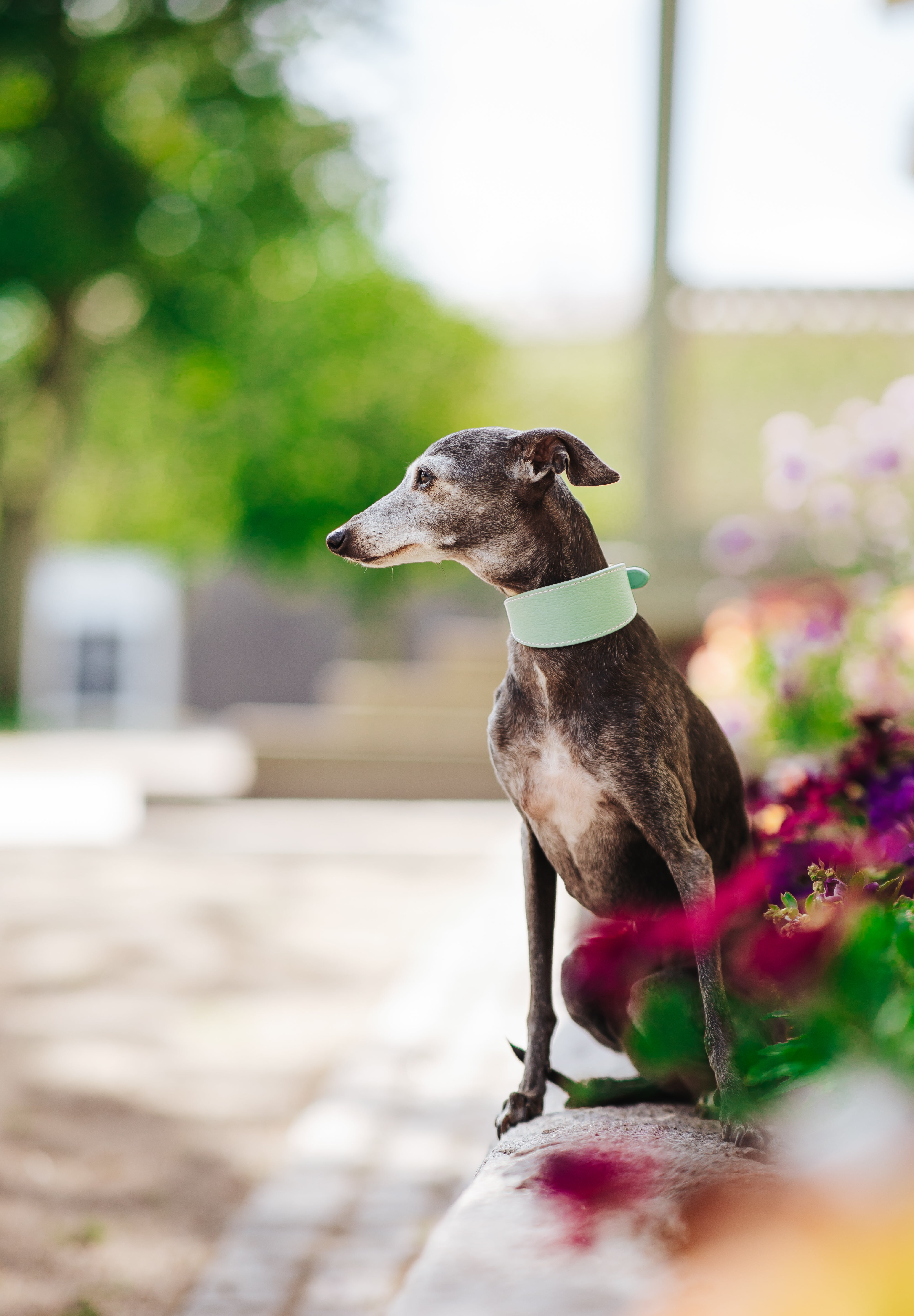 Mintgroene Hondenhalsband Breed