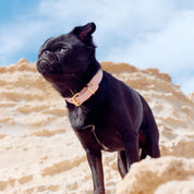 Roze Dunne Hondenhalsband