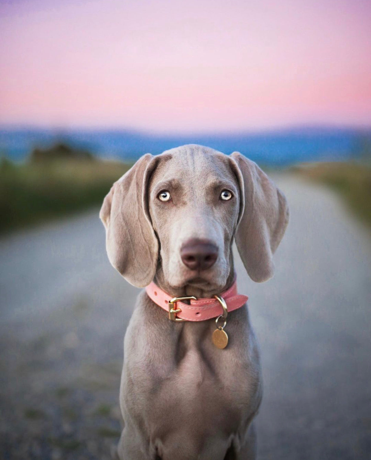 Roze Dunne Hondenhalsband